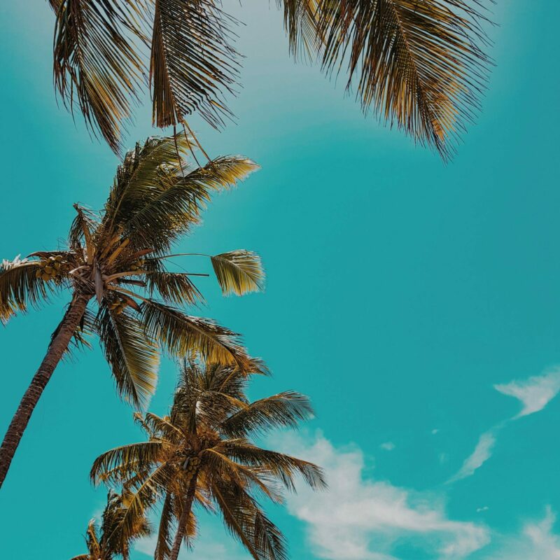 Blog post image: Win a Mexico Getaway and More in Our Drive for Distress Raffle!